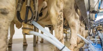 Sequía pone en alerta a productores de berries