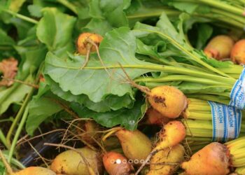 Italia levanta restricción a los productos orgánicos de Argentina