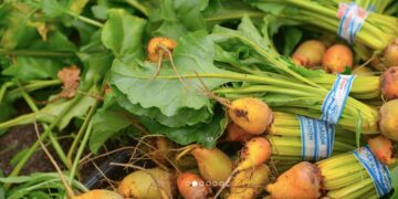 Italia levanta restricción a los productos orgánicos de Argentina