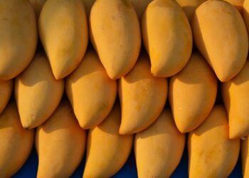 Productores de Chiapas exportan mango ataulfo orgánico a EEUU