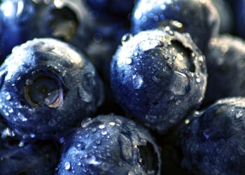 Productores de Zacatlán inician exportación de blueberry orgánico a EEUU