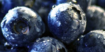 Productores de Zacatlán inician exportación de blueberry orgánico a EEUU