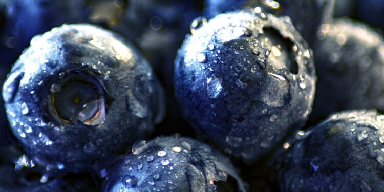 Productores de Zacatlán inician exportación de blueberry orgánico a EEUU