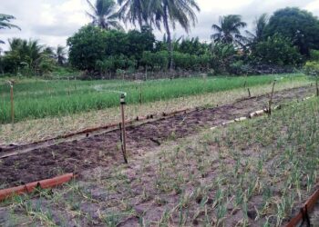 Reforestan bosques de Jalisco con “bombas” de semillas