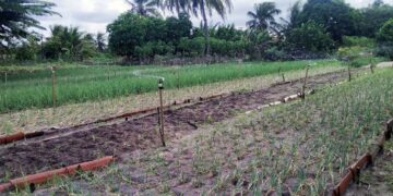 Reforestan bosques de Jalisco con “bombas” de semillas