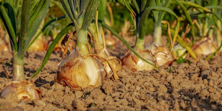 AMVAC desarrolla bioplaguicidas compatibles con insumos convencionales