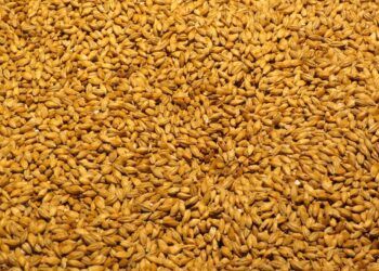 Agroindustria cervecera busca aumentar rendimientos con biofertilizantes