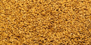 Agroindustria cervecera busca aumentar rendimientos con biofertilizantes