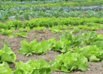 Alltech Crop Science obtiene dos nuevos registros para biofertilizantes