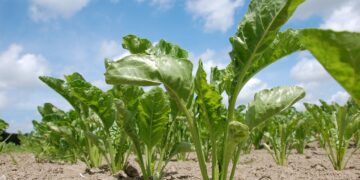 Beneficios de los trichodermas como bioestimulante