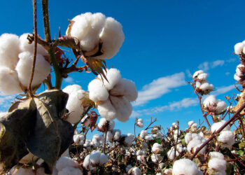 Cinco estados son declarados zonas libres de plagas del algodonero