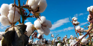 Cinco estados son declarados zonas libres de plagas del algodonero