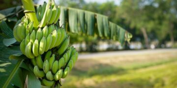 Destaca liderazgo de Perú como productor de orgánicos