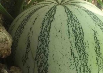 Destaca el Colpos uso de calabaza chihua como alimento para ganado