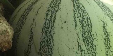 Destaca el Colpos uso de calabaza chihua como alimento para ganado