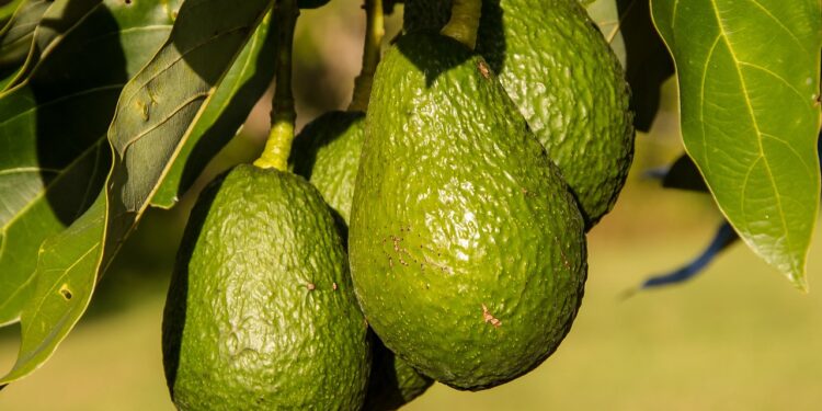 En 2030 el aguacate será la fruta tropical más vendida en el mundo