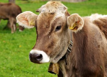 Fomet produce en Argentina fertilizantes orgánicos a base de estiércol