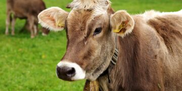 Fomet produce en Argentina fertilizantes orgánicos a base de estiércol