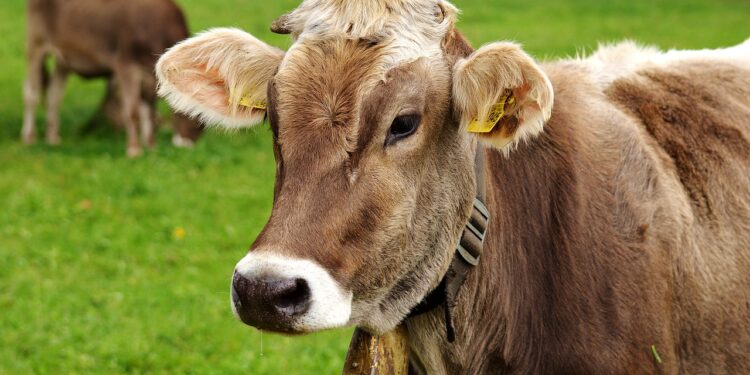 Fomet produce en Argentina fertilizantes orgánicos a base de estiércol