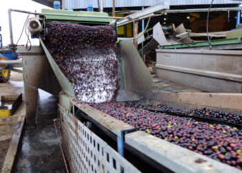 Identifican nuevas bacterias para desarrollar abonos orgánicos mejorados