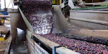 Identifican nuevas bacterias para desarrollar abonos orgánicos mejorados