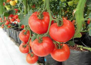 Investigadores descubren mecanismo que controla la maduración del tomate