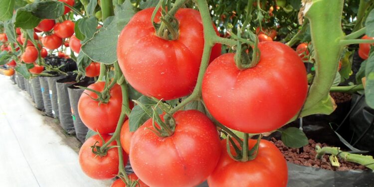Investigadores descubren mecanismo que controla la maduración del tomate