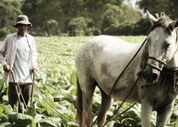La FAO invertirá 66 millones de dólares en la agricultura de Guatemala