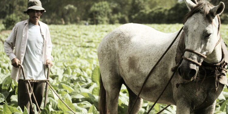 La FAO invertirá 66 millones de dólares en la agricultura de Guatemala