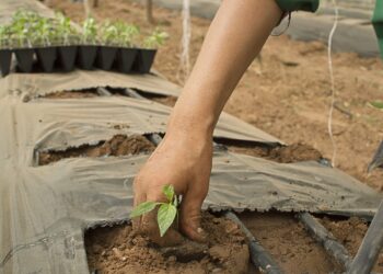 La revolución digital es una oportunidad para el desarrollo rural en América
