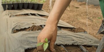 La revolución digital es una oportunidad para el desarrollo rural en América