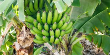 Label Investments adquiere compañía líder en banano orgánico