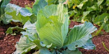 Municipios de Jalisco promueven capacitación para cultivar orgánicos