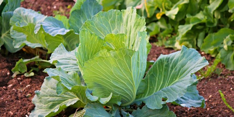 Municipios de Jalisco promueven capacitación para cultivar orgánicos