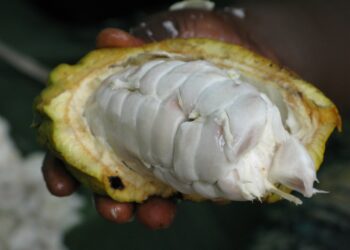 Panamá exportará tres nuevas variedades de cacao orgánico blanco