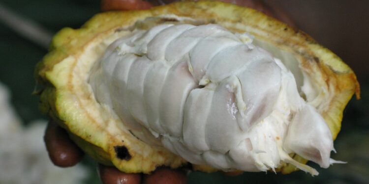 Panamá exportará tres nuevas variedades de cacao orgánico blanco
