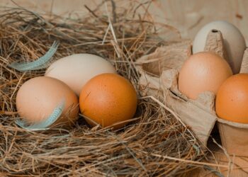 Tamaulipas impulsa la producción de huevo orgánico