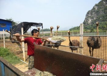 Agricultor chino impulsa a campesinos a producir orgánicamente
