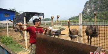 Agricultor chino impulsa a campesinos a producir orgánicamente
