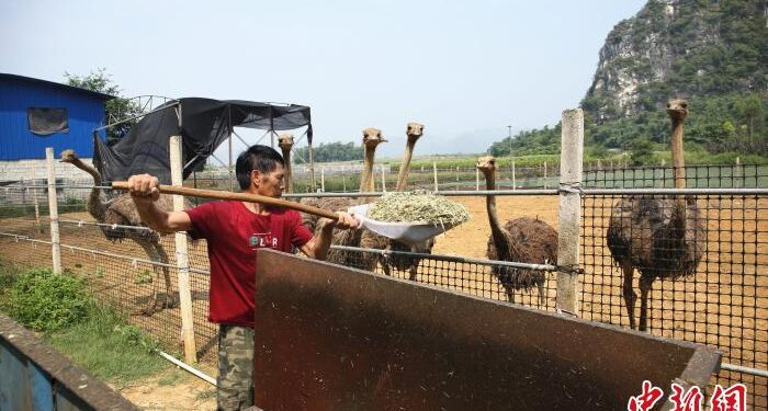 Agricultor chino impulsa a campesinos a producir orgánicamente