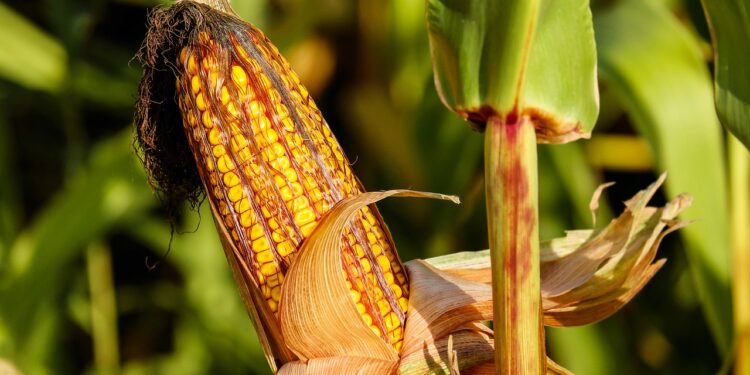 Cimmyt y Provivi se alían para promover tecnologías agrícolas sostenibles