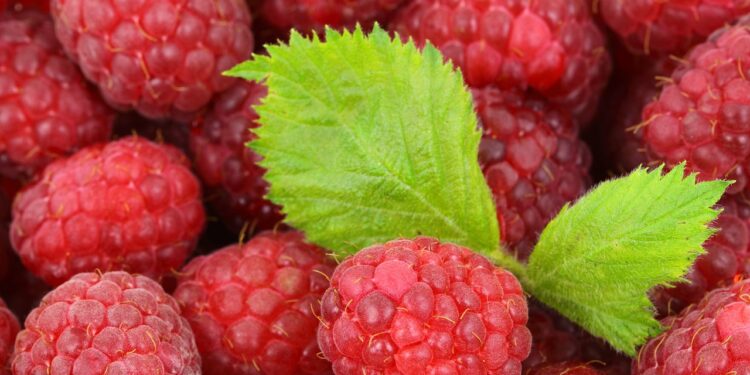 Crece más de 18% la producción y exportación de frambuesas mexicanas