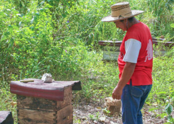 El Colpos estudia la riqueza floral en producción de miel en Campeche