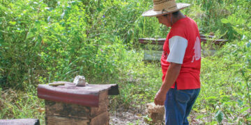 El Colpos estudia la riqueza floral en producción de miel en Campeche