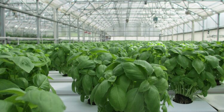 El desarrollo e innovación agrícola es imposible sin la adopción de tecnología