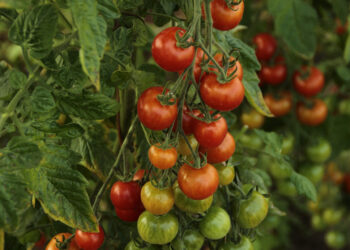 En Querétaro, inauguran rancho con 40 hectáreas de cultivos orgánicos