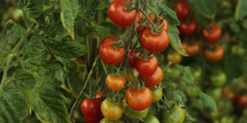 En Querétaro, inauguran rancho con 40 hectáreas de cultivos orgánicos