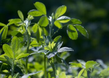 En riesgo, cultivos de alfalfa y maíz por plaga de chapulín