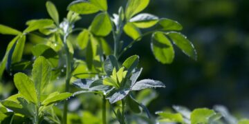 En riesgo, cultivos de alfalfa y maíz por plaga de chapulín