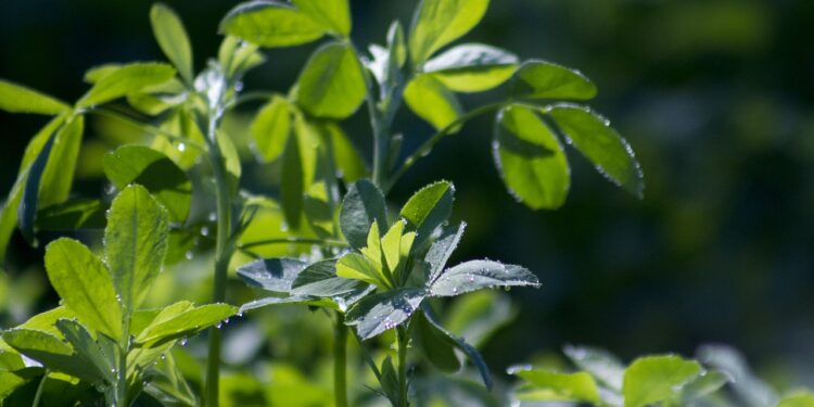 En riesgo, cultivos de alfalfa y maíz por plaga de chapulín
